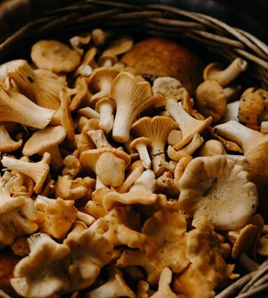 Pilze für Veganer: Herzhaft und nährstoffreich