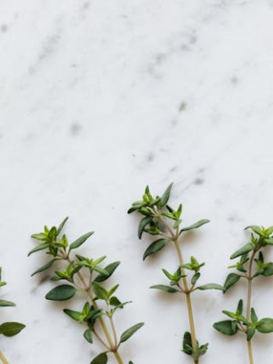 Thymian in der vegetarischen Ernährung: Heilwirkung, Geschmack und kulinarische Verwendung