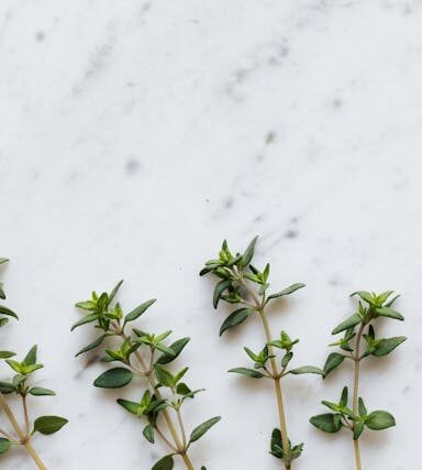 Thymian in der vegetarischen Ernährung: Heilwirkung, Geschmack und kulinarische Verwendung