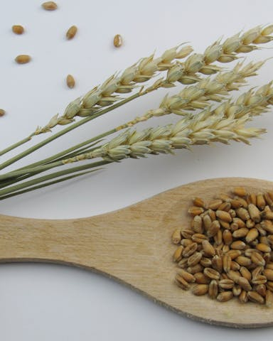 Hirse in der vegetarischen Ernährung: Das glutenfreie Mineralstoffwunder