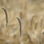 Reis in der vegetarischen Ernährung: Energiequelle, Vorteile und Verwendung