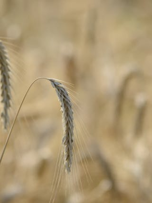 Roggen in der vegetarischen Ernährung: Traditionelles Getreide, Vorteile und Verwendung