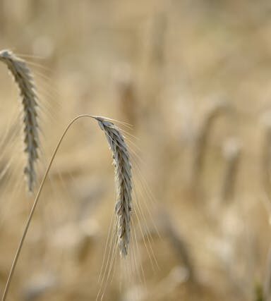 Roggen in der vegetarischen Ernährung: Traditionelles Getreide, Vorteile und Verwendung