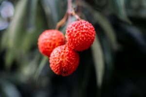 Litschi in der vegetarischen Ernährung: Exotik, Vitamine und Genuss