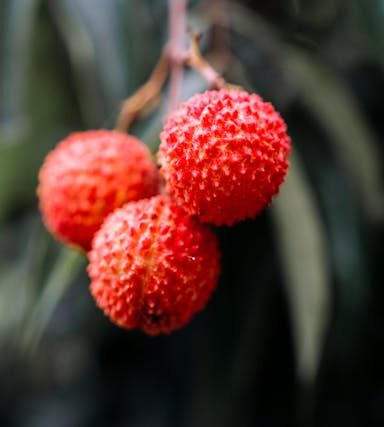 Litschi in der vegetarischen Ernährung: Exotik, Vitamine und Genuss