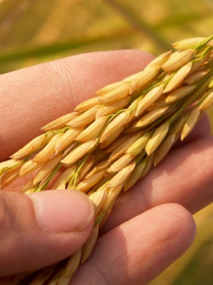 Vegane Ernährung und Nachhaltigkeit in der Landwirtschaft