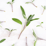 Avocadoöl in der vegetarischen Ernährung: Nährstoffe, Vorteile und Anwendung in der Küche