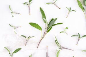 Salbei in der vegetarischen Ernährung: Heilwirkung, Aroma und Einsatz in der Küche