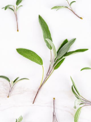 Salbei in der vegetarischen Ernährung: Heilwirkung, Aroma und Einsatz in der Küche