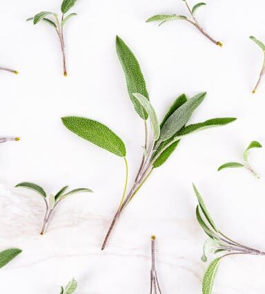 Salbei in der vegetarischen Ernährung: Heilwirkung, Aroma und Einsatz in der Küche