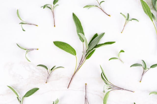 Salbei in der vegetarischen Ernährung: Heilwirkung, Aroma und Einsatz in der Küche