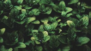 Oregano in der vegetarischen Ernährung: Aroma, gesundheitliche Vorteile und Küchenideen