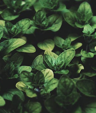 Oregano in der vegetarischen Ernährung: Aroma, gesundheitliche Vorteile und Küchenideen