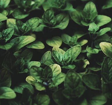 Oregano in der vegetarischen Ernährung: Aroma, gesundheitliche Vorteile und Küchenideen
