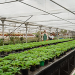 Vegetarische Ernährung und CO₂-Bilanz