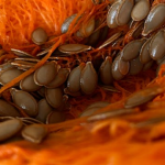 Vitamin C in der veganen Ernährung