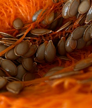 Zink in der veganen Ernährung