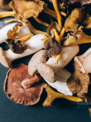 Pflanzliche Vitamin-B2-Quellen im Überblick: Wichtig für Energie und Zellschutz