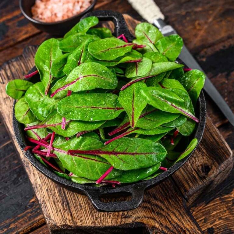 Vegetarische Mangold Rezepte